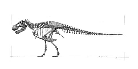 鴉工房 Tyrannosaurus Skeleton 02