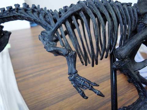 鴉工房: アロサウルススケルトンモデル