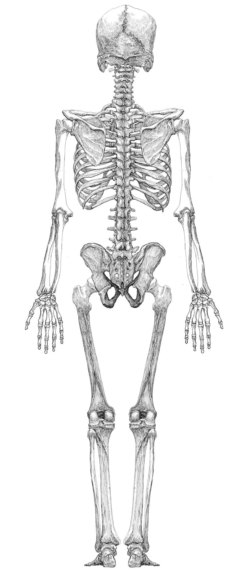 人体骨格図背面