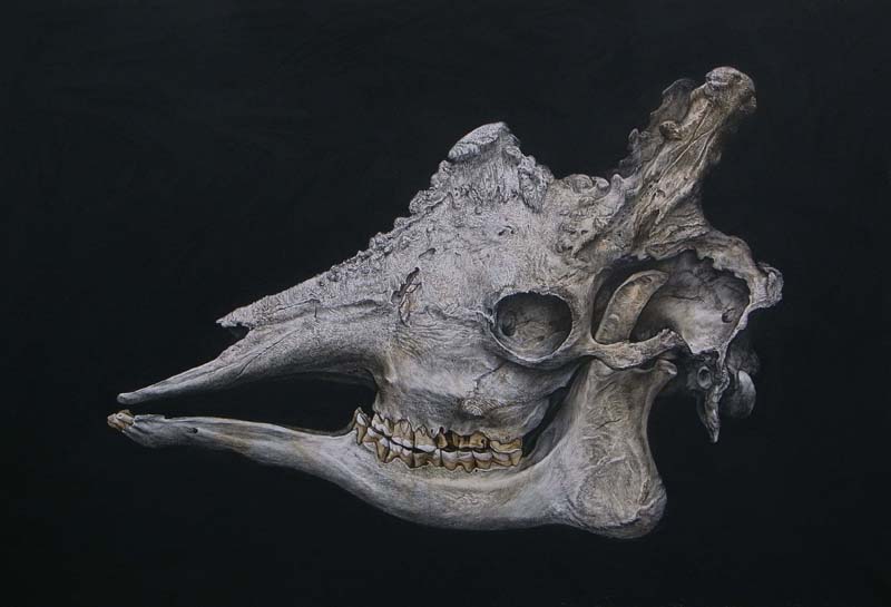 Giraffe skull