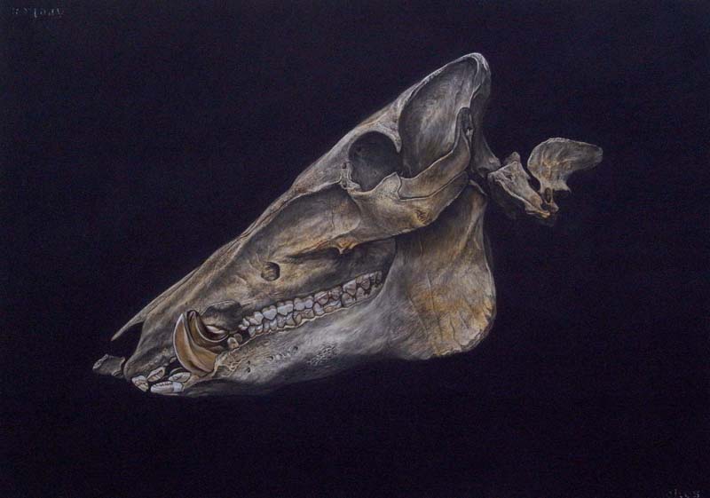 Wild boar skull