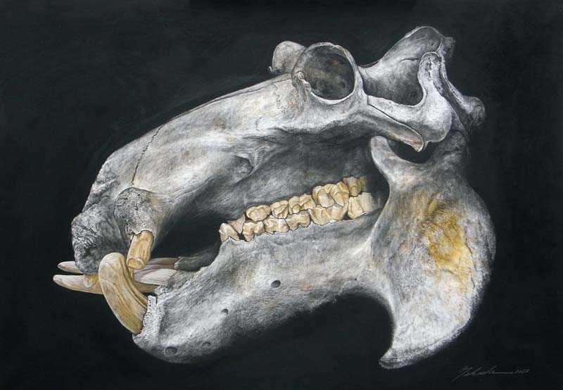 Hippopotamus skull