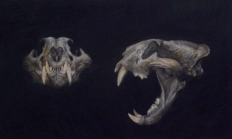 Tiger skull