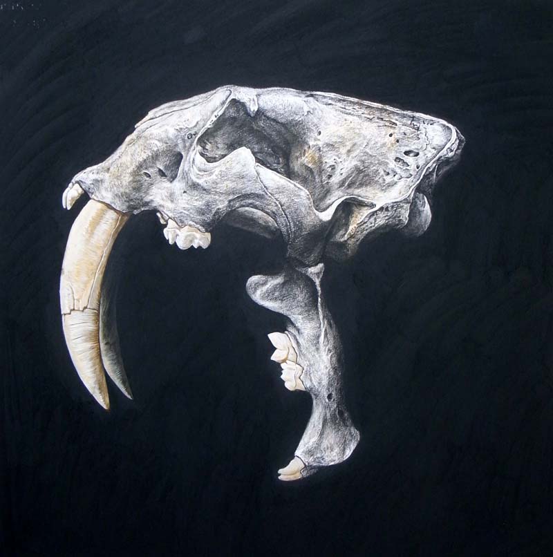 Smilodon skull