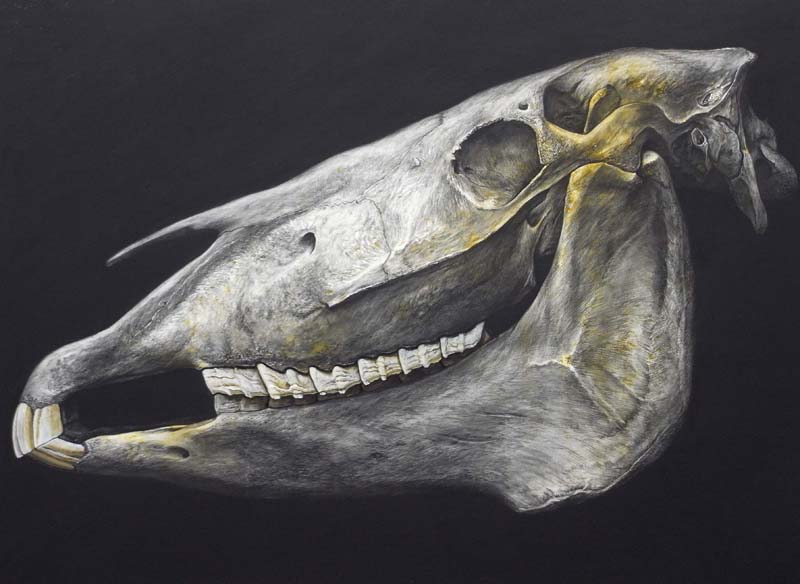 Mare skull