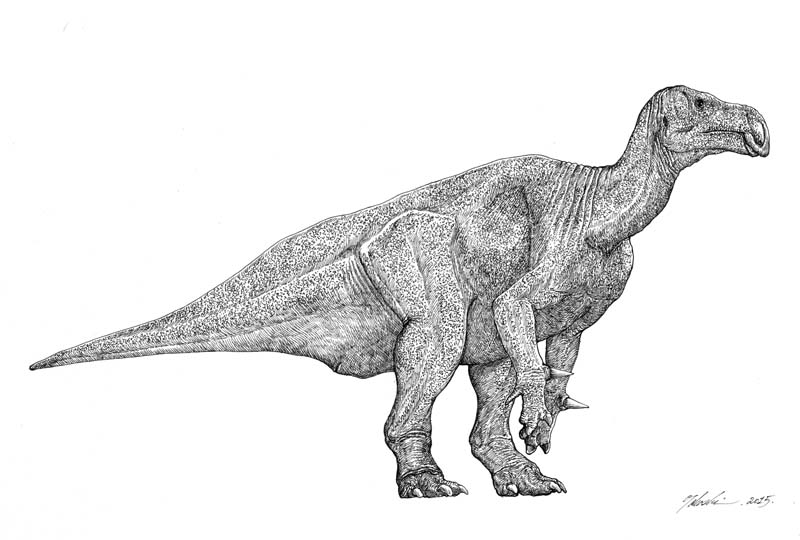 Iguanodon bernissartensis 