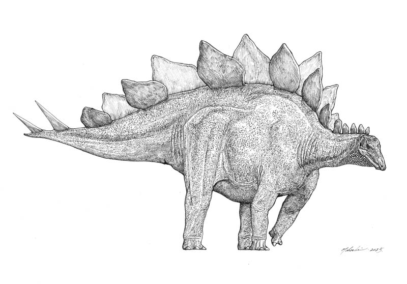 Stegosaurus stenops