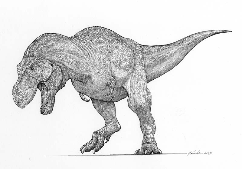 Tyrannosaurus rex