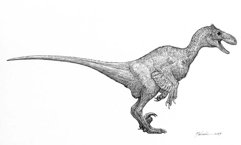 Deinonychus antirrhopus