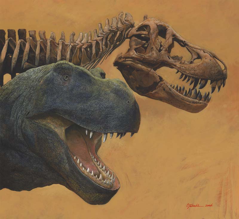 Tyrannosaurus rex head and skull