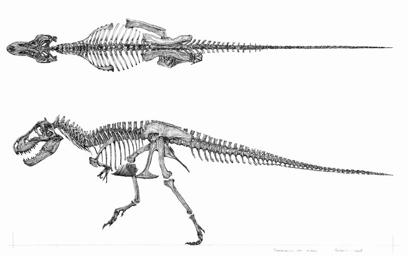 Tyrannosaurus rex skeleton