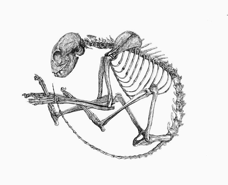 Cat skeleton