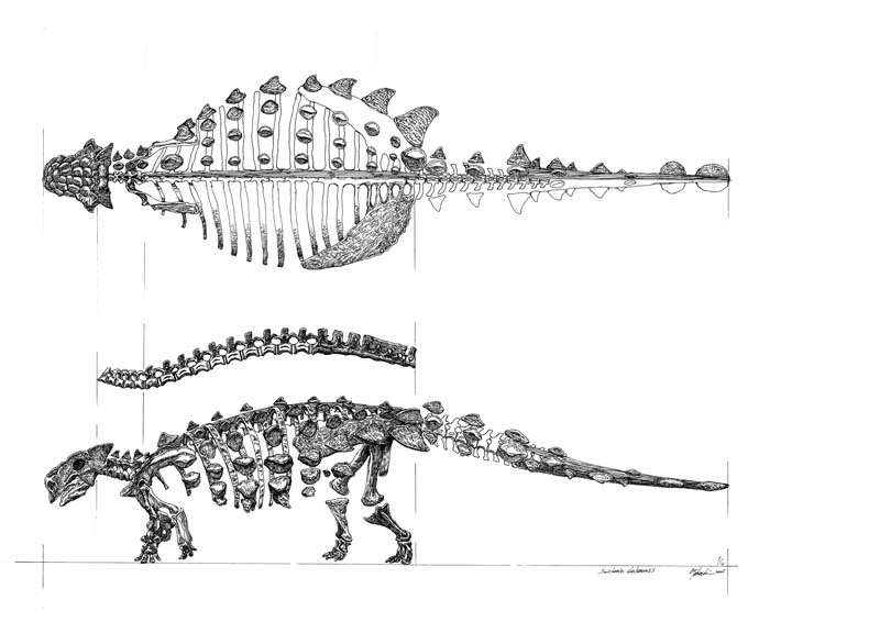 Saicania chulsanensis skeleton