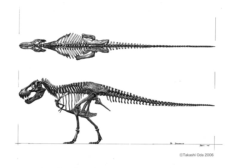 Tyrannosaurus rex skeleton