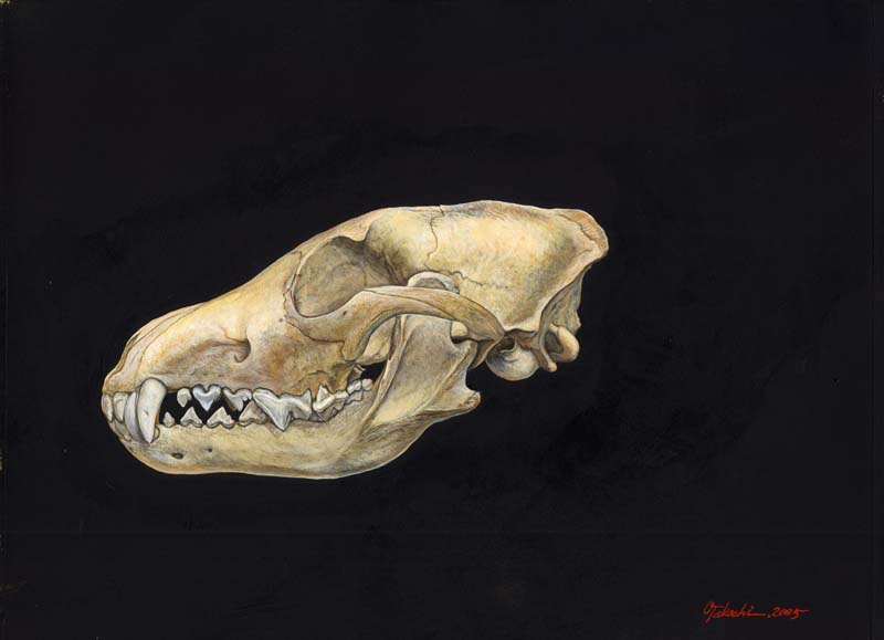 Wolf skull