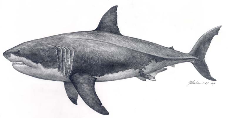 Carcharocles megalodon