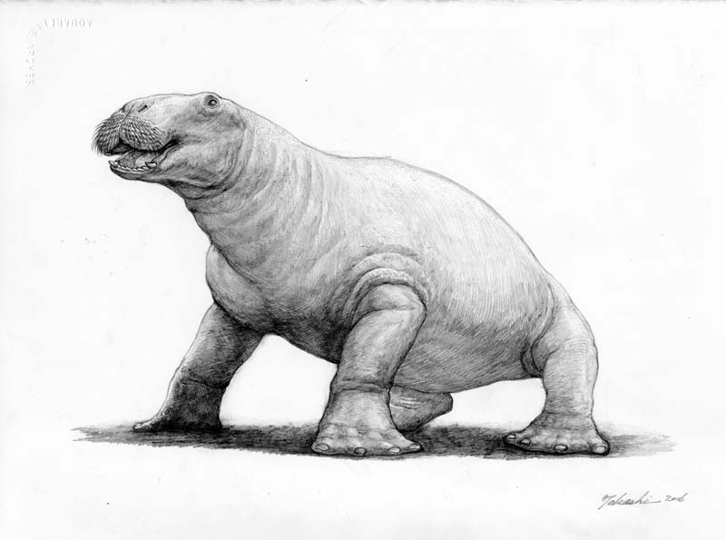 Paleoparadoxia