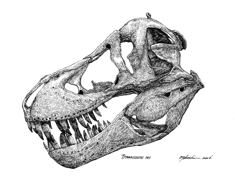 Tyrannosaurus rex skull