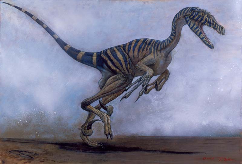 Velociraptor mongoliensis