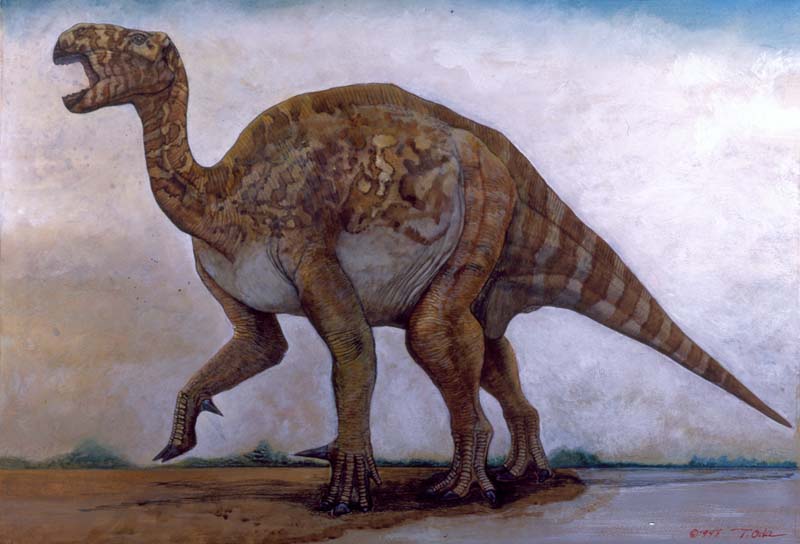 Iguanodon bernissartensis 