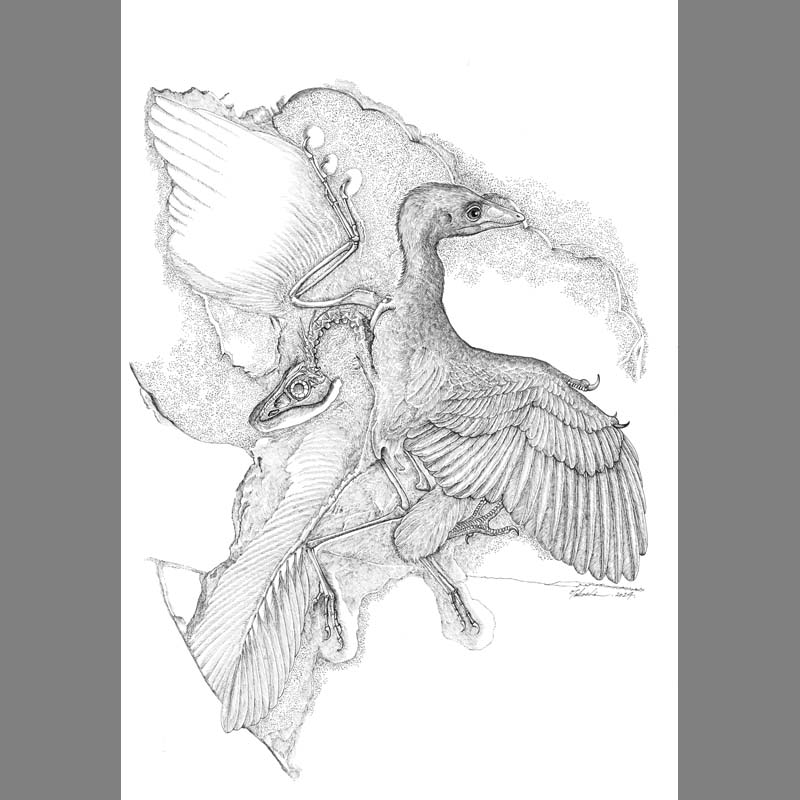 Archaeopteryx lithographica