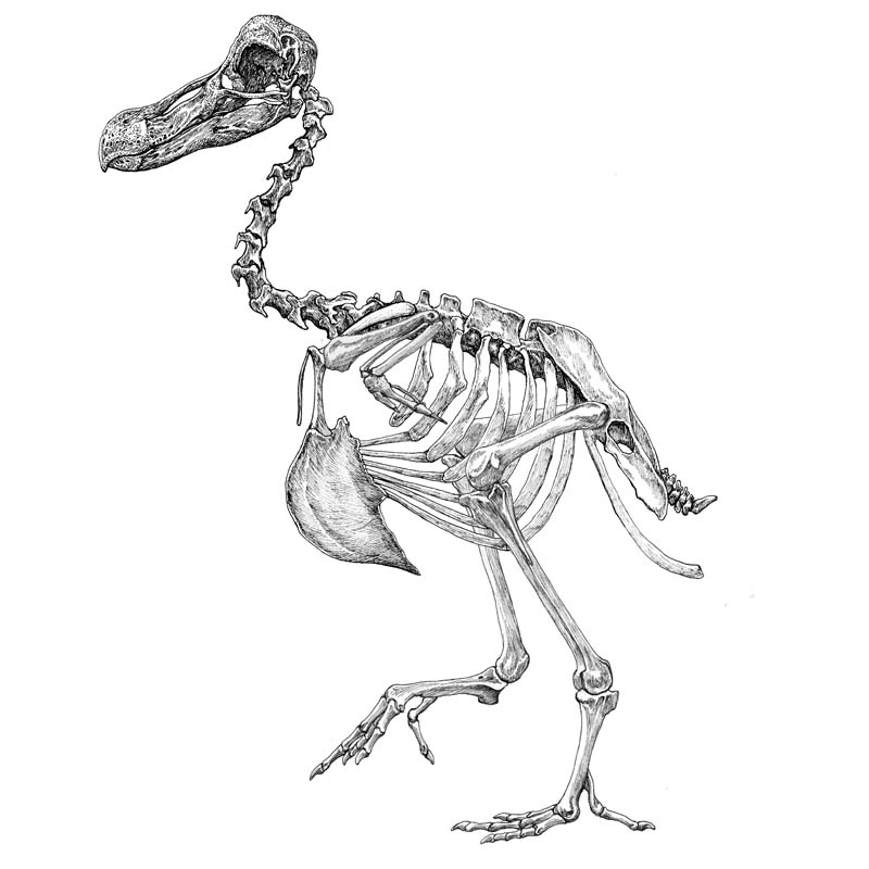 Raphus cucullatus skeleton