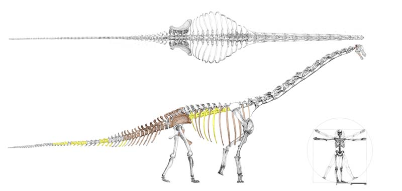 Tambatitanis amicitiae skeleton