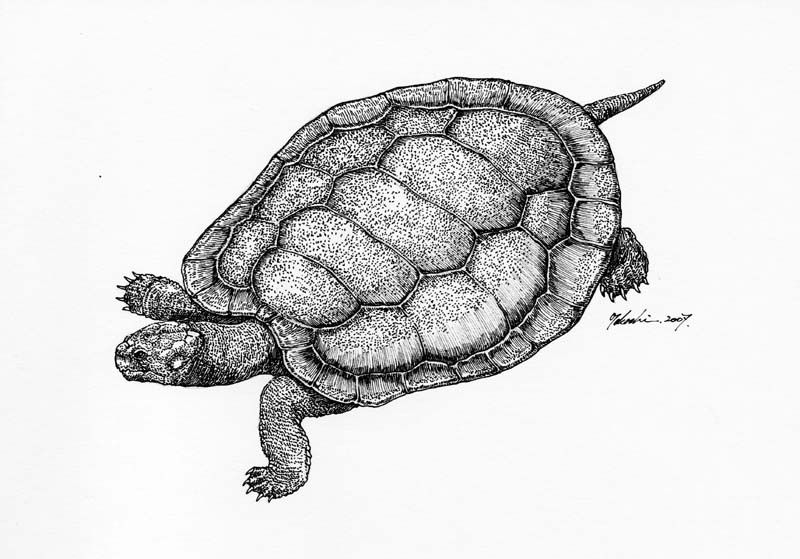 モンゴロケリス　Mongolochelys efremovi