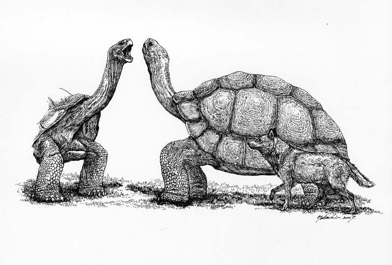 アトラスゾウガメ　Megalochelys atlas